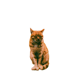 Tabby Cat Sitting With Eyes Closed On A Wooden Bench In İStanbul, TüRkiye, Exuding Calmness. 19659 - Cat PNG image with transparent background